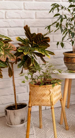 Feel the Green: So gedeihen deine Zimmerpflanzen auch im Winter